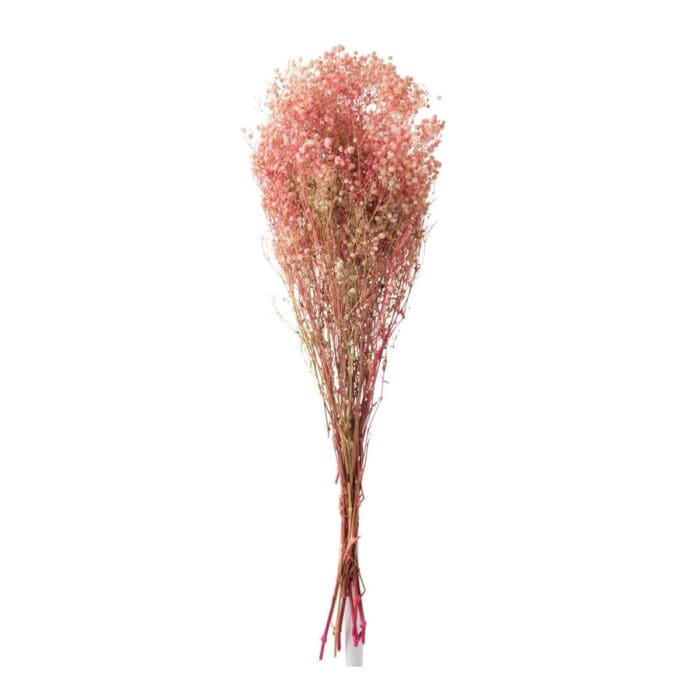 Tørrede blomster – Gypsophila rosa